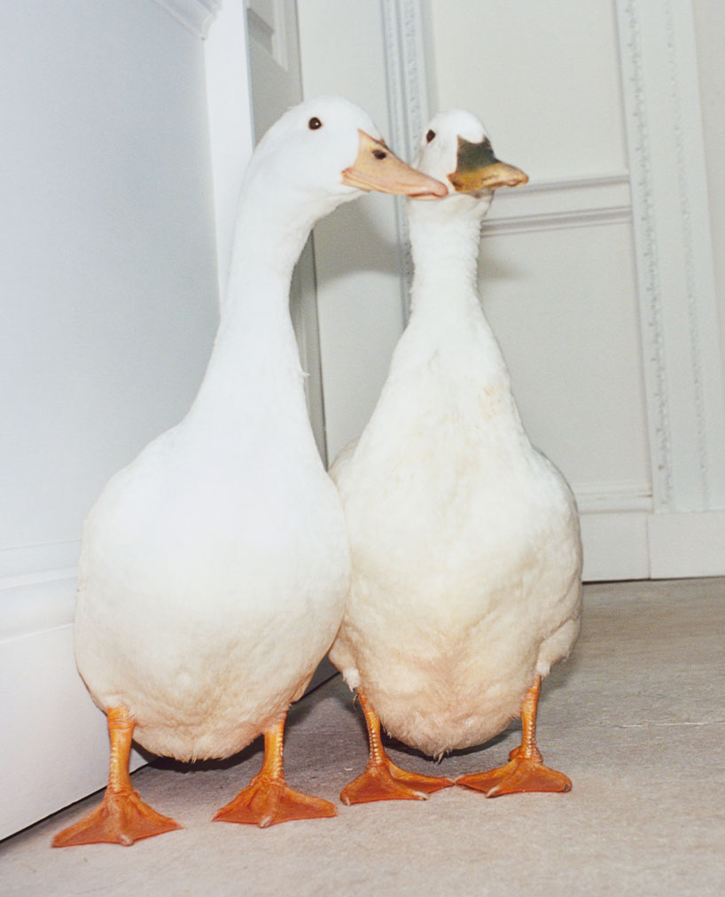 BURBERRY The allure of the British cliché